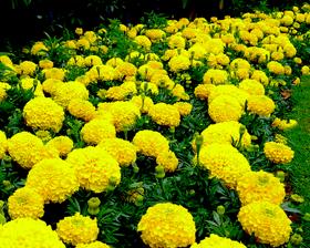 Afrikaantjes Lemon, Tuin en Terras, Bloembollen en Zaden, Zaad, Voorjaar, Volle zon, Ophalen of Verzenden