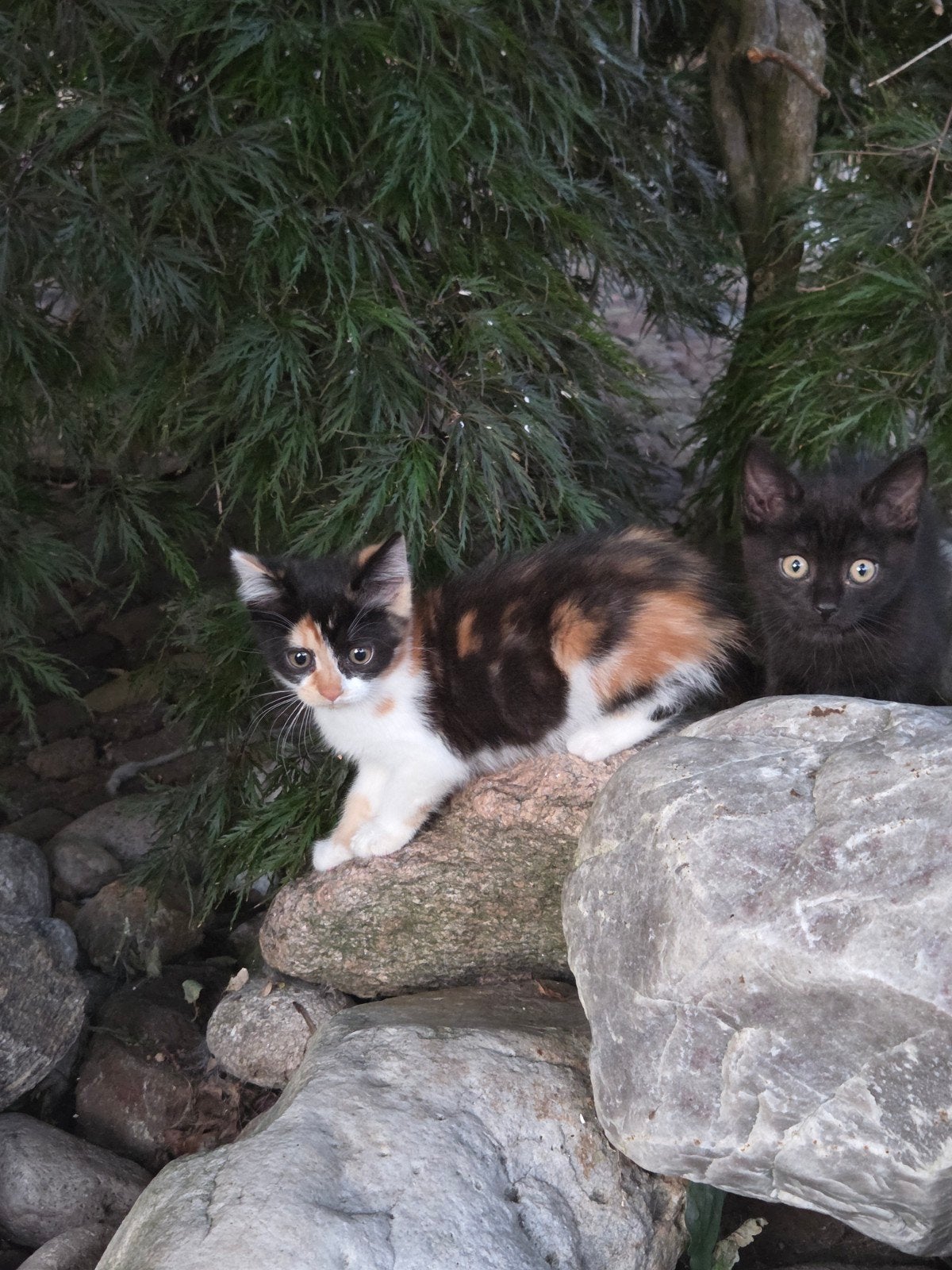 Britse langhaar kruising Europese korthaar kittens., Meerdere dieren, Gechipt