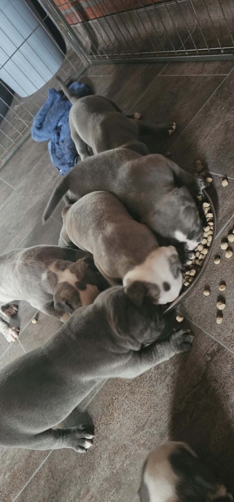 Old English Bulldog pups, Dieren en Toebehoren, Honden | Bulldogs, Pinschers en Molossers, Parvo, 8 tot 15 weken, Bulldog, Meerdere