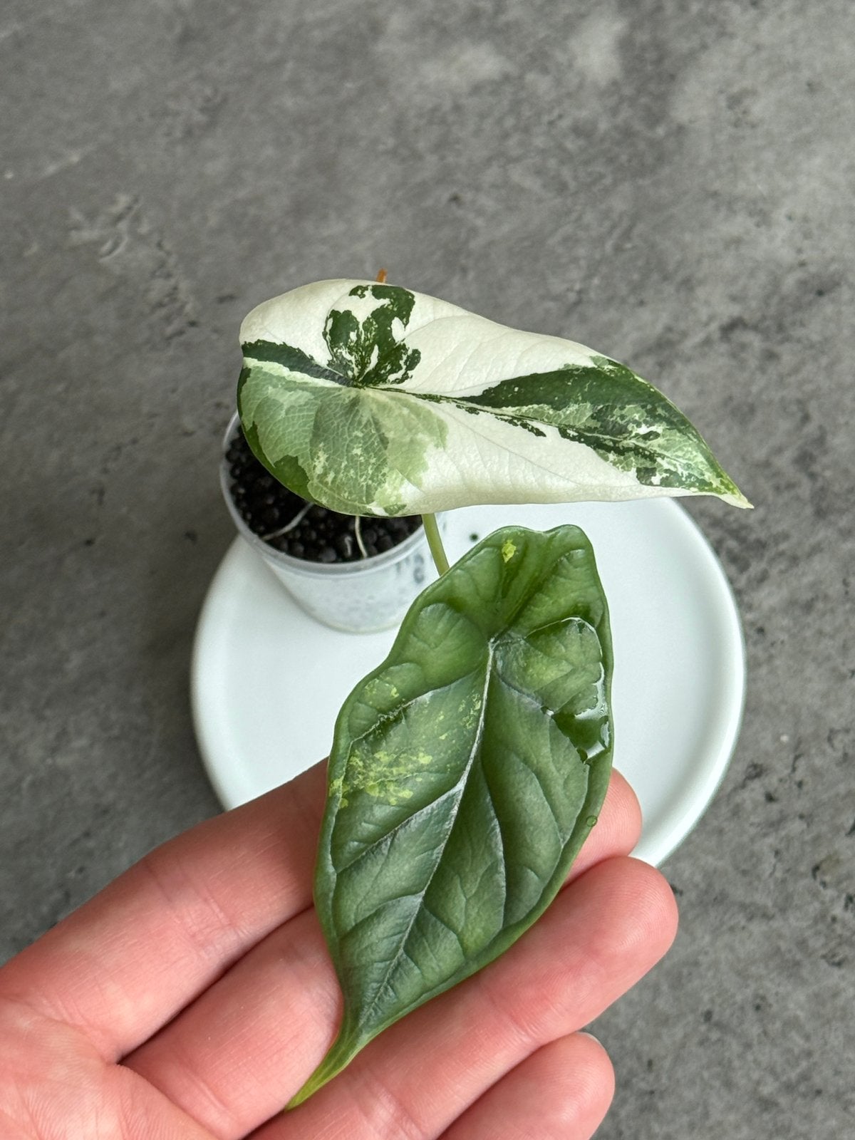 Alocasia Dragon Scale Variegata, Ophalen of Verzenden, Halfschaduw, Minder dan 100 cm