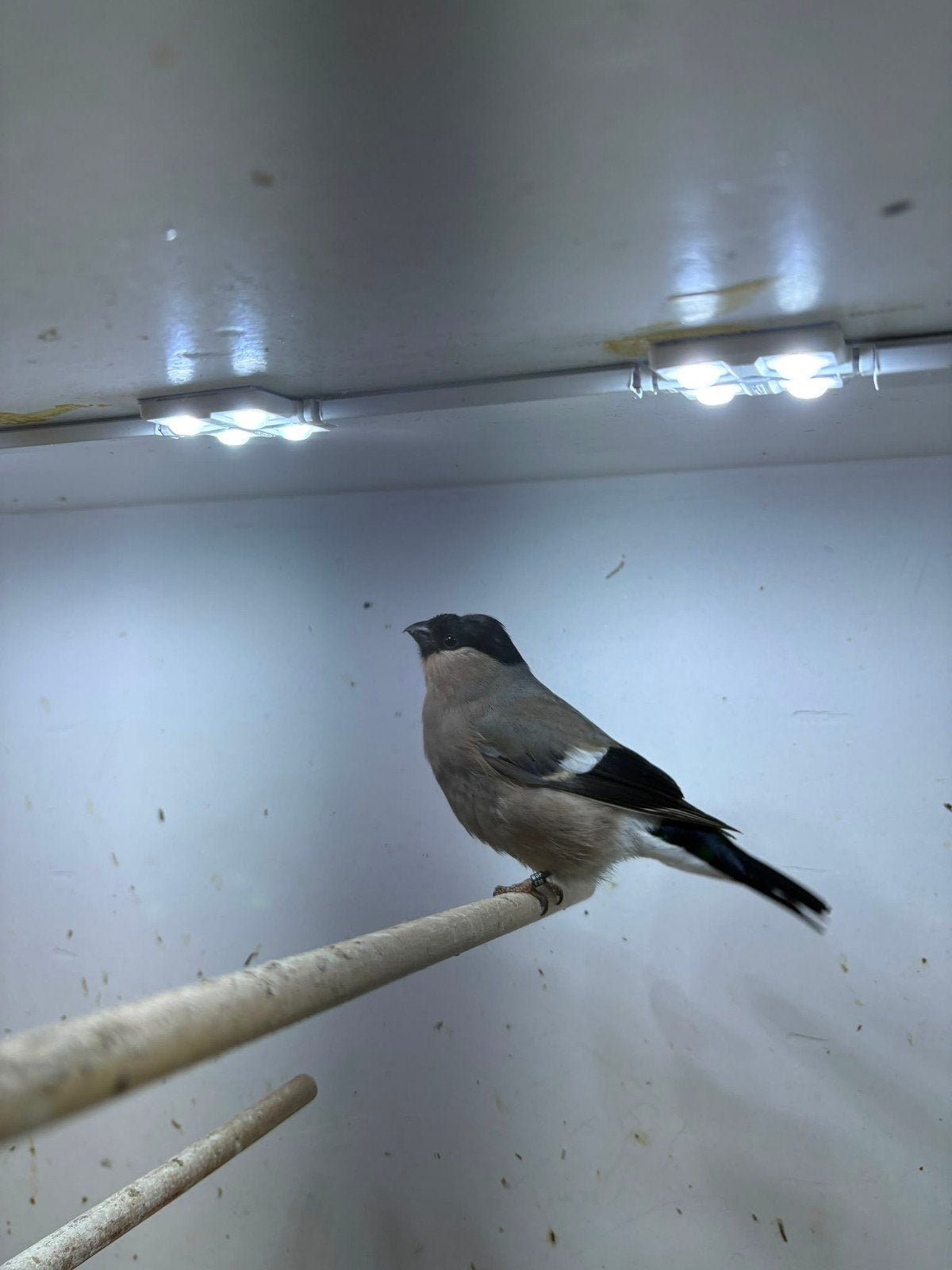 goudvinken, Vrouwelijk, Wildzangvogel