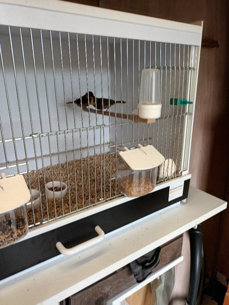vogels, Meerdere dieren, Parkiet