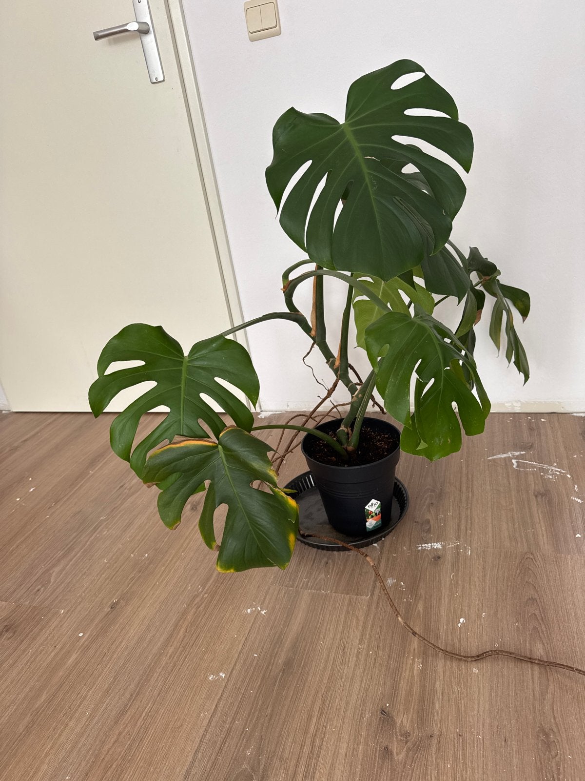 Grote Monstera, Tuin en Terras, Vaste plant, Bloeit niet, Halfschaduw, Ophalen