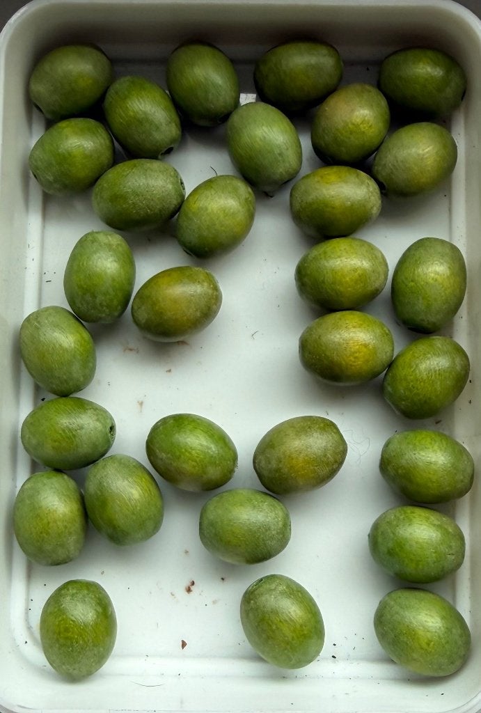 26 stuks Indonesische Olijfvormige Houten Kralen Groen 18 mm, Ophalen of Verzenden, Nieuw, Kraal