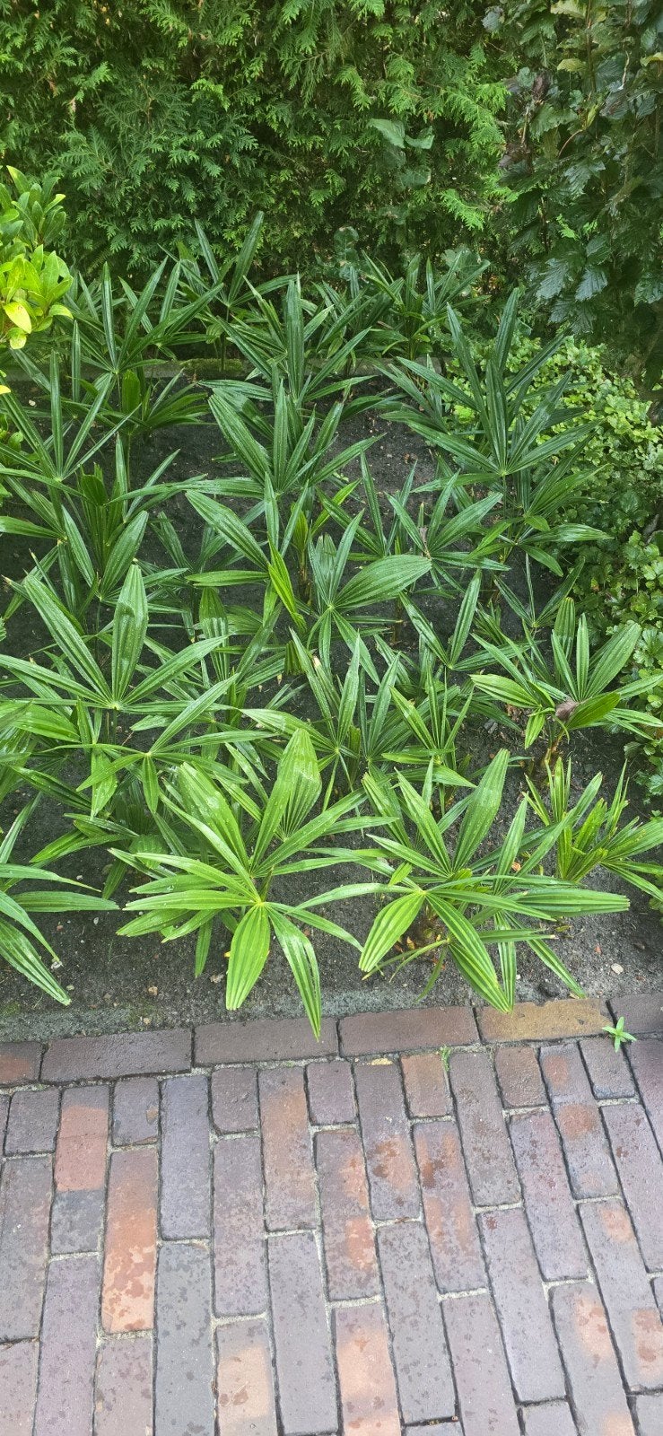 Trachycarpus Fortunei (Hennep Palm) - Jonge Planten, Ophalen of Verzenden, Overige soorten, Volle zon