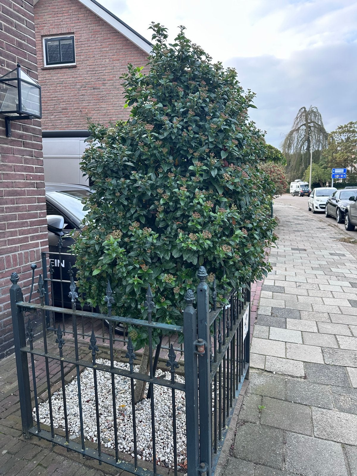Groenblijvende Glansmispel op stam, Halfschaduw, 100 tot 250 cm, Zomer, Ophalen