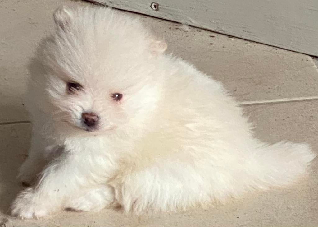 Pomeriaan pup, Dieren en Toebehoren, Honden | Chihuahua's en Gezelschapshonden, Parvo, 8 tot 15 weken, Eén hond, Nederland
