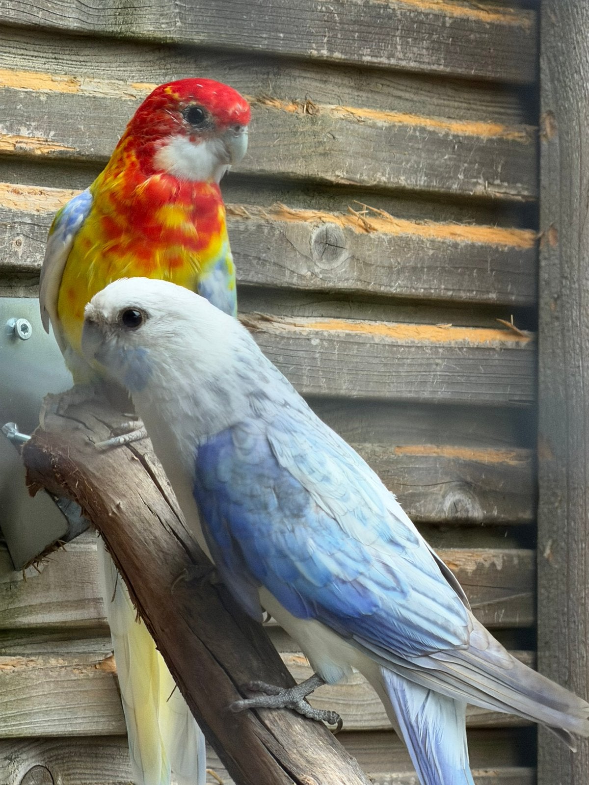 Te koop rosella’s blauwe split golden split blauw, Meerdere dieren, Parkiet, Geringd