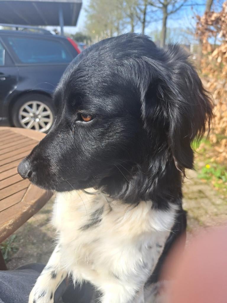 Honden uitlaat service, Ophalen of Verzenden