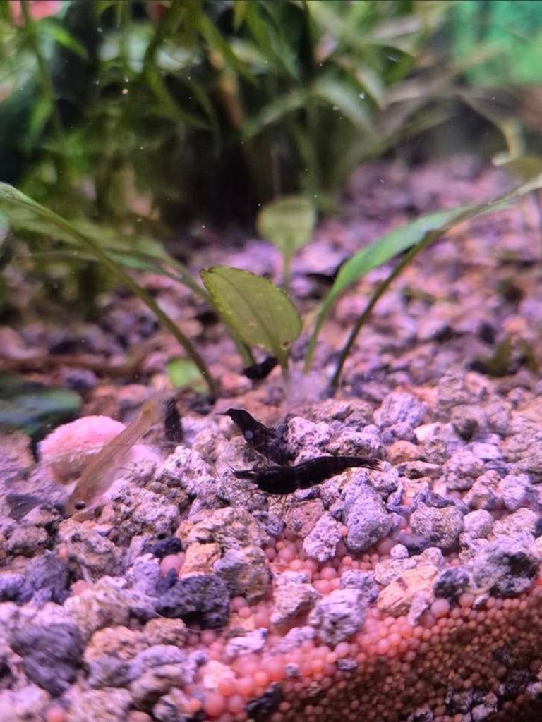 Black Sukura garnalen, Dieren en Toebehoren, Vissen | Aquariumvissen, Kreeft, Krab of Garnaal