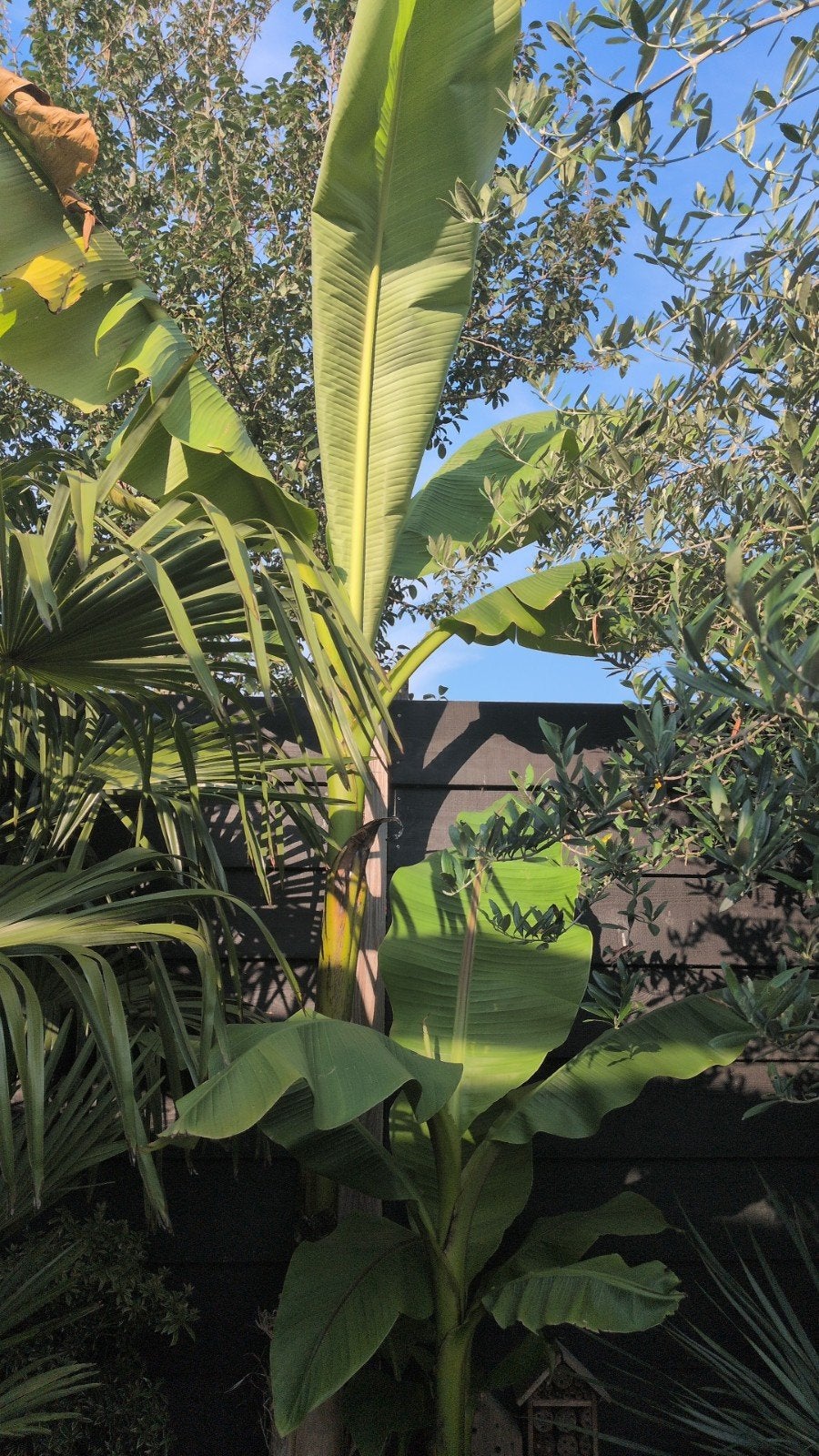 Musa Basjoo bananenplant stek - winterhard, Ophalen