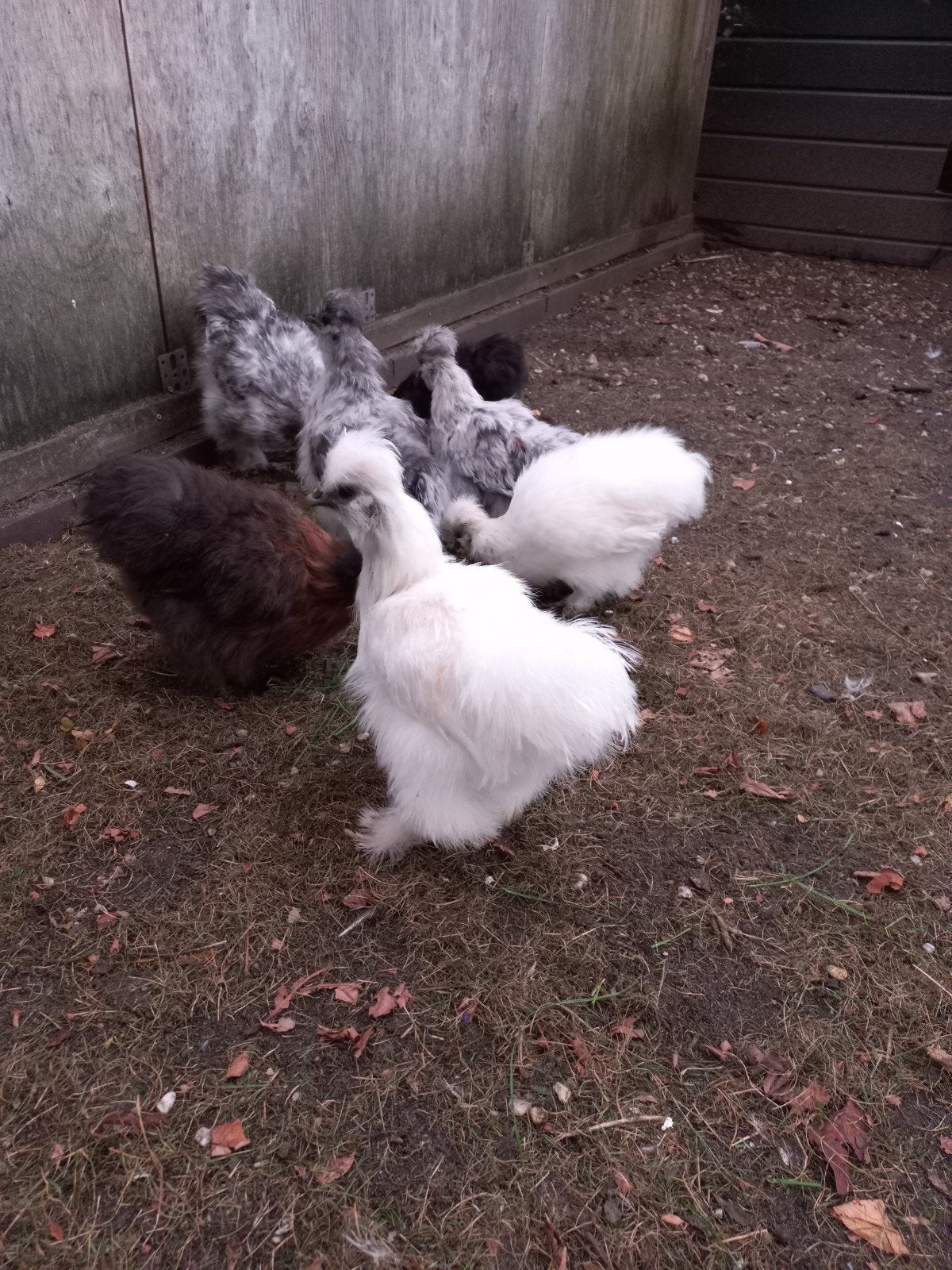 2 witte zijdehoenders, Dieren en Toebehoren, Mannelijk, Kip