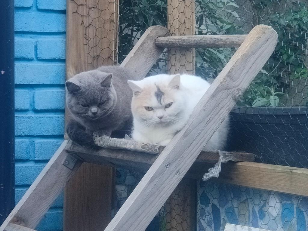 Britse korthaar poesjes te koop, Dieren en Toebehoren, Katten en Kittens | Raskatten | Korthaar, Poes, Met stamboom
