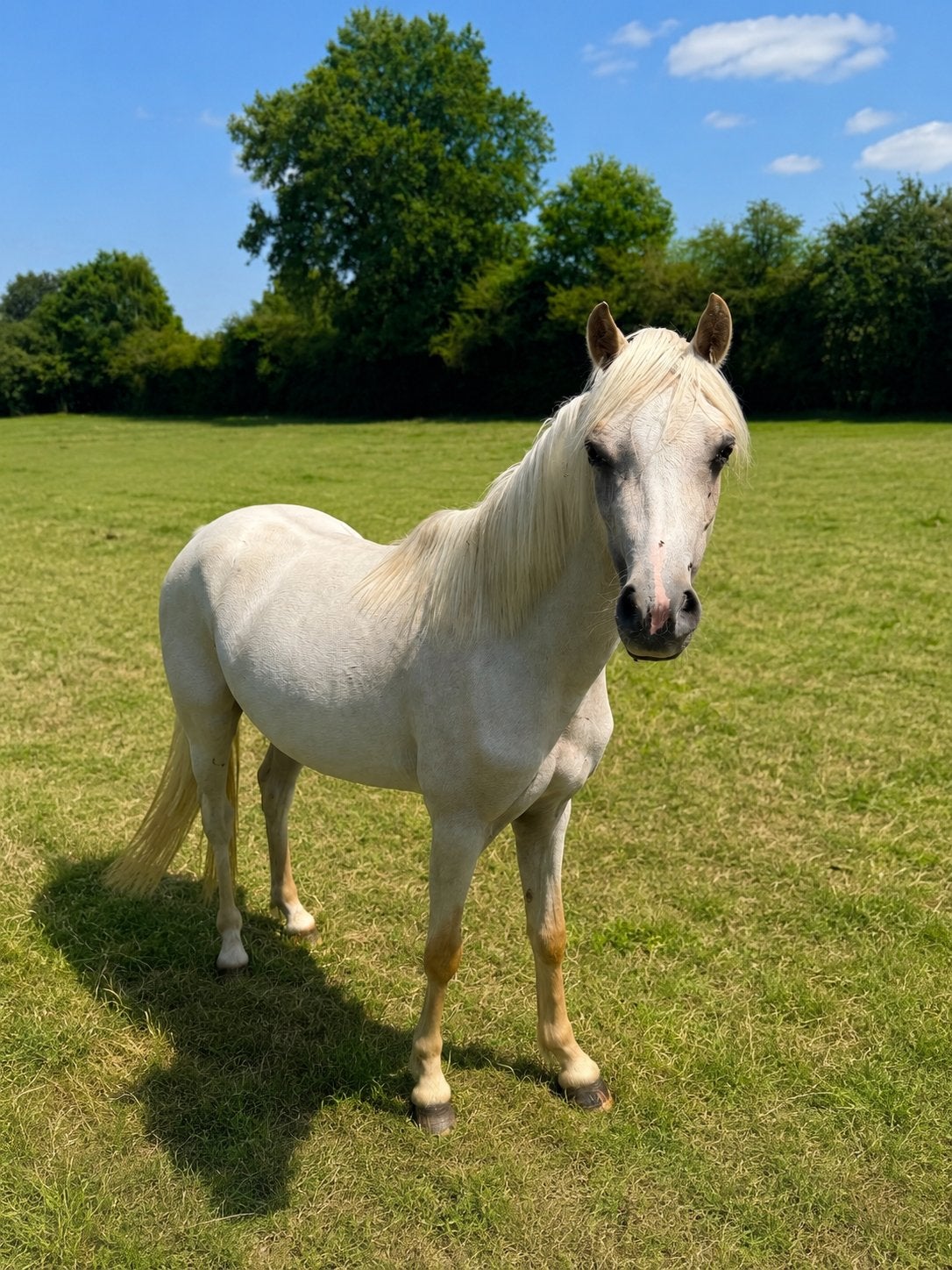 knappe palomino  welsh merrie, Dieren en Toebehoren, Pony's, Merrie, Met stamboom, 3 tot 6 jaar, C pony (1.27m tot 1.37m)