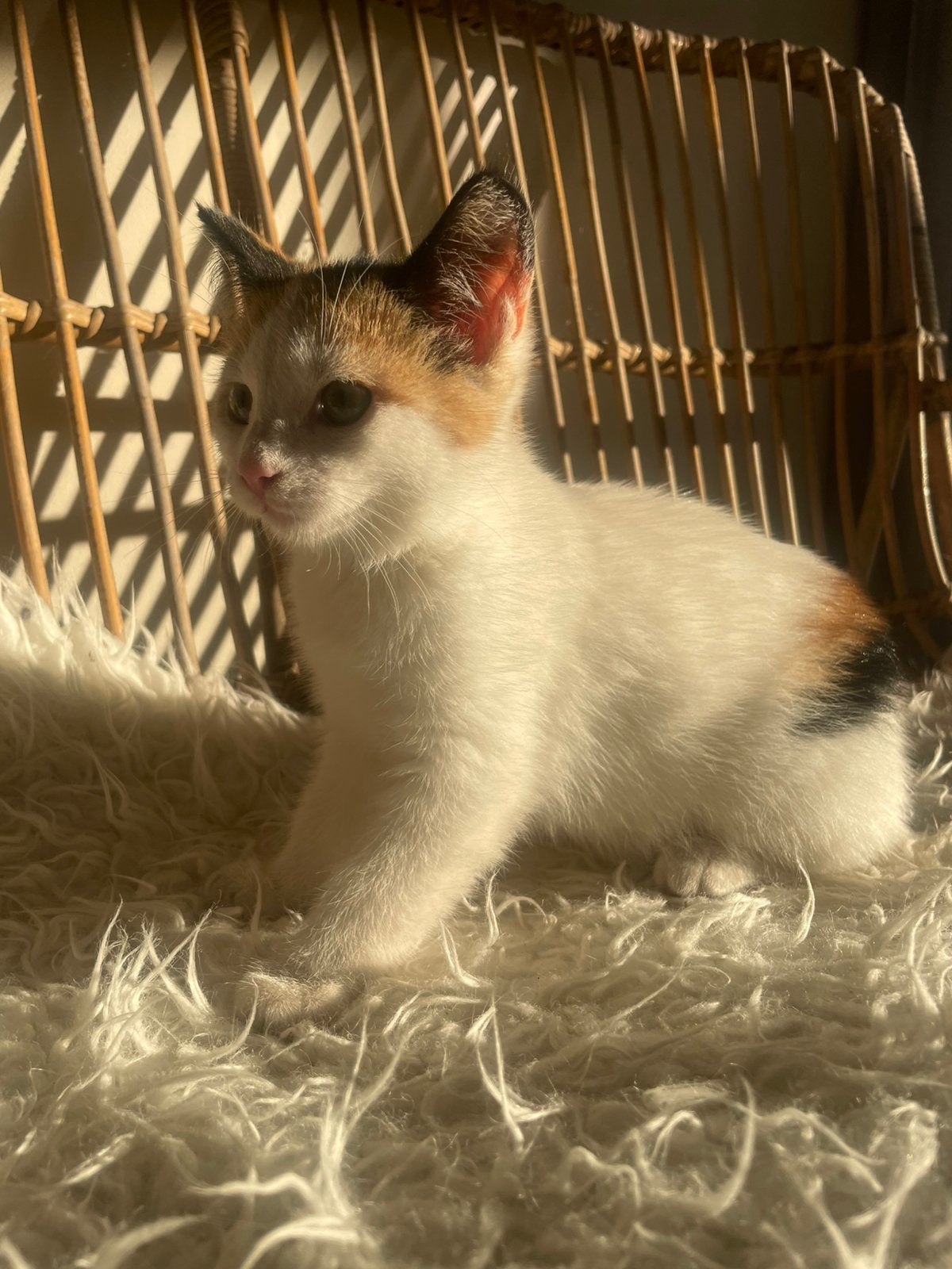 Kitten, Poes, Ontwormd