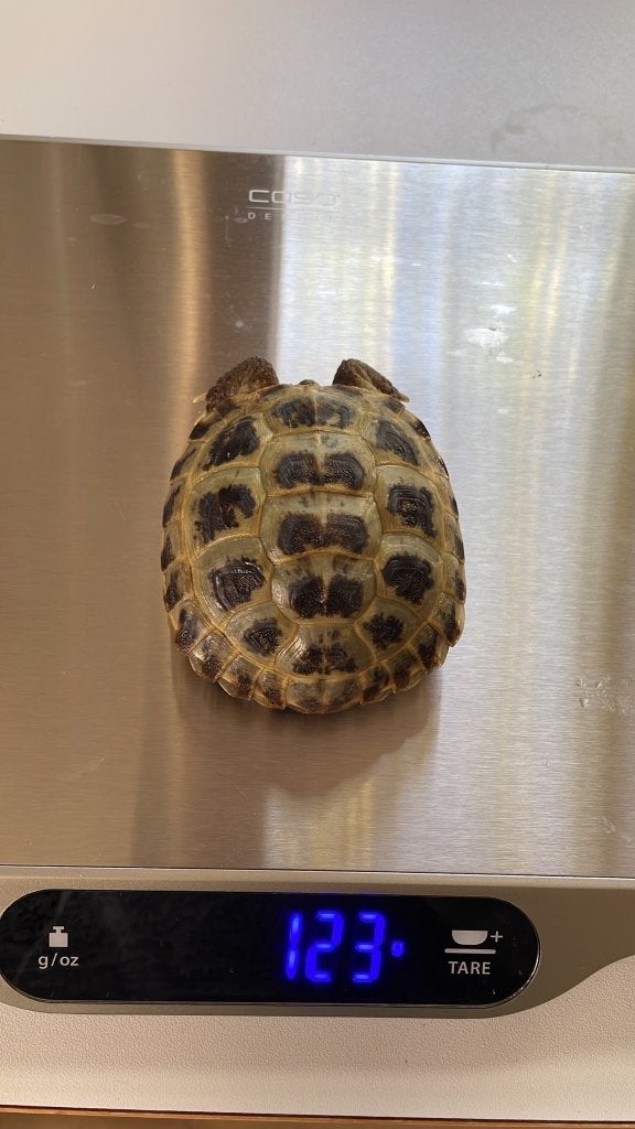Vierteenlandschildpadden nakweek 2023 (4 vrouw, 1 man) Tortoise photo 7