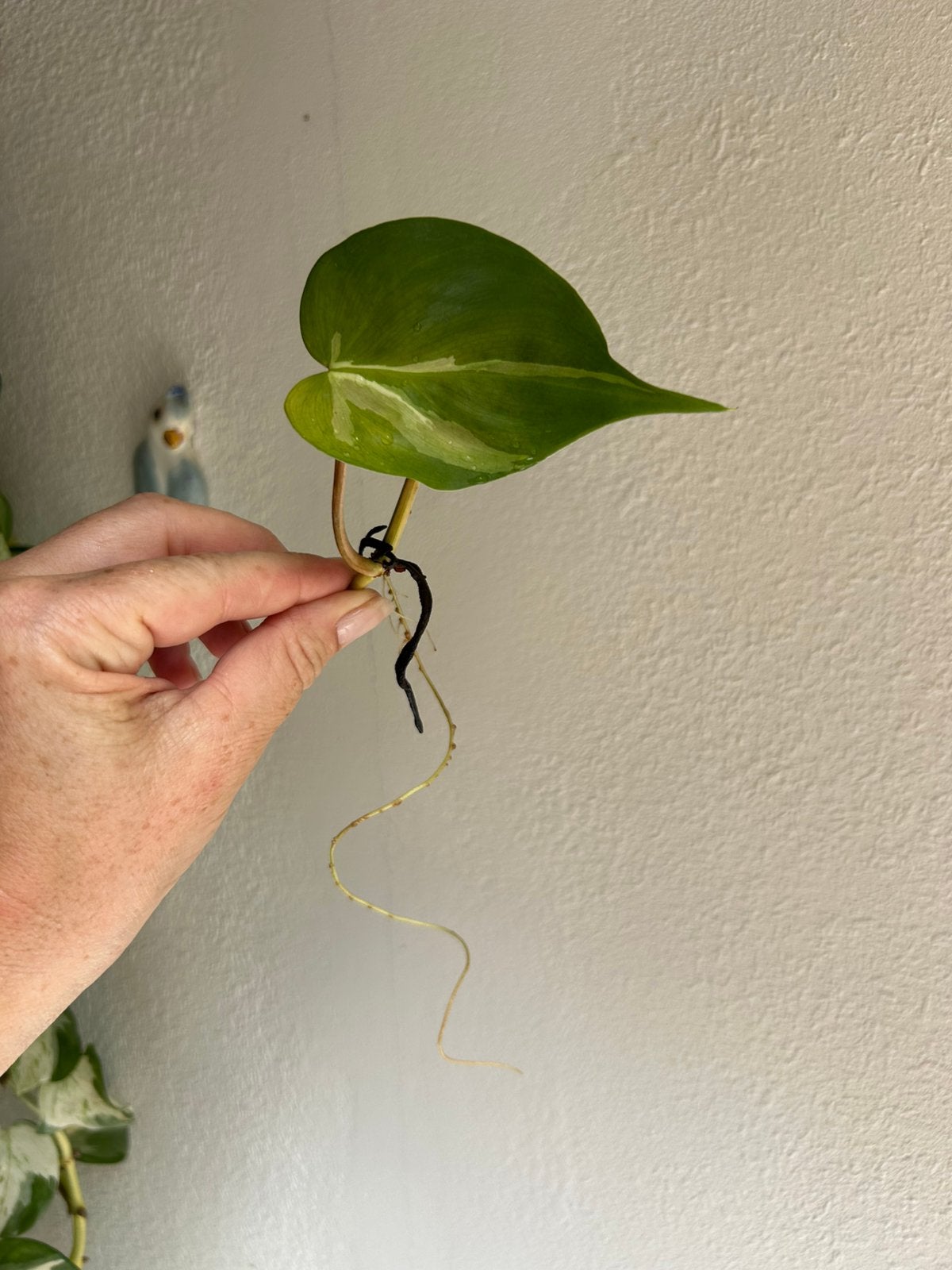 Philodendron cream splash, gewortelde stek, Huis en Inrichting, Kamerplanten, Ophalen of Verzenden, Halfschaduw, Minder dan 100 cm