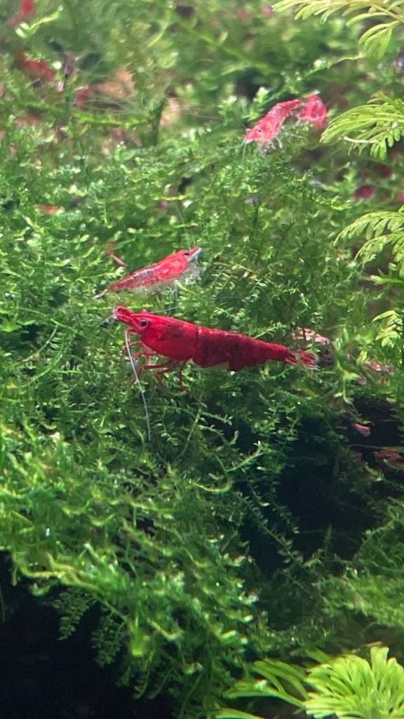 Rode Cherry Garnalen, Dieren en Toebehoren, Vissen | Aquariumvissen, Kreeft, Krab of Garnaal, Zoetwatervis