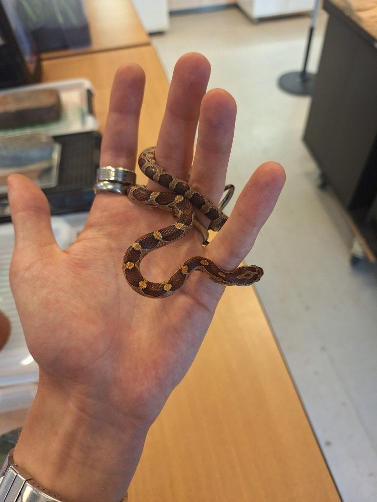 Rattenslang Rat Snake - unknown for sale from Antwan de Graaf