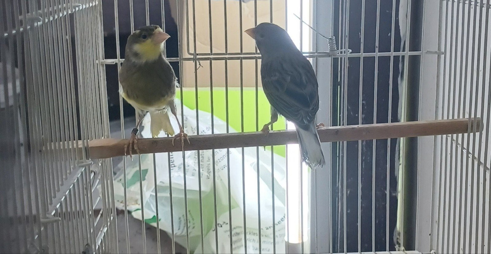 Timbrado koppel, Dieren en Toebehoren, Vogels | Kanaries, Meerdere dieren, Zangkanarie