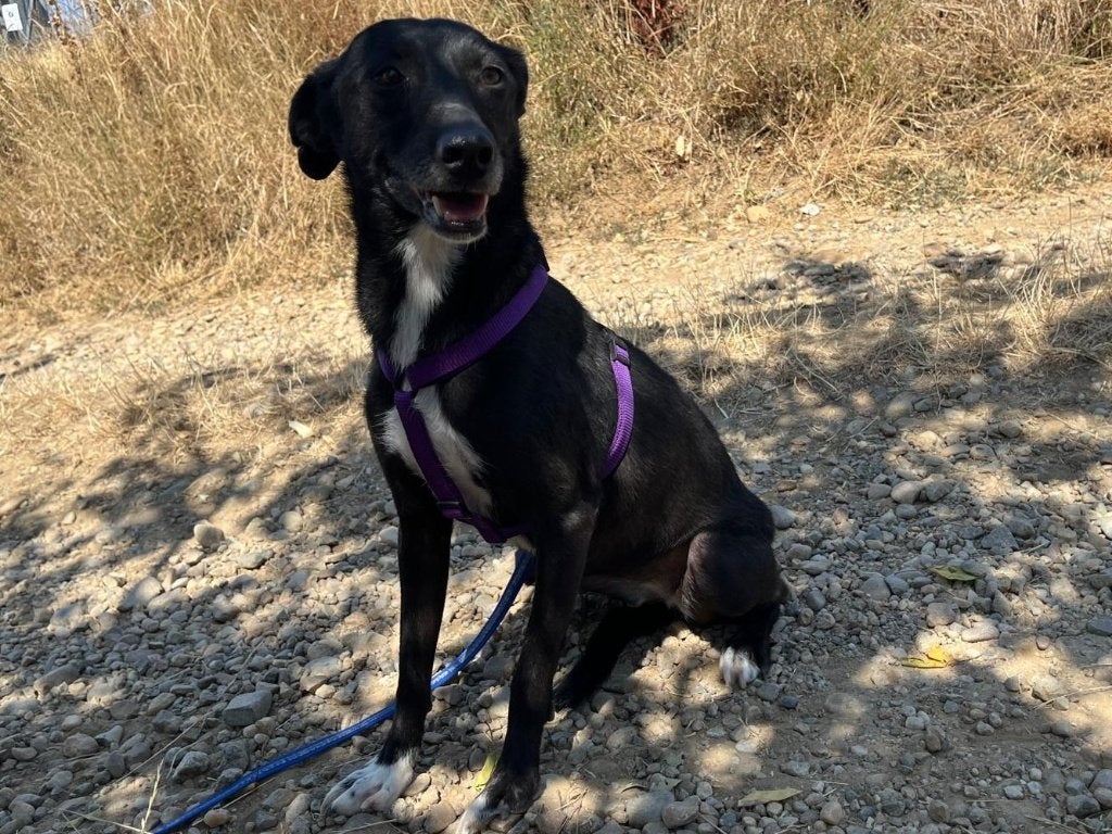 Lieve Tasha wacht al 5 jaar in het asiel op een baasje, Dieren en Toebehoren, Honden | Niet-rashonden, Particulier, Buitenland