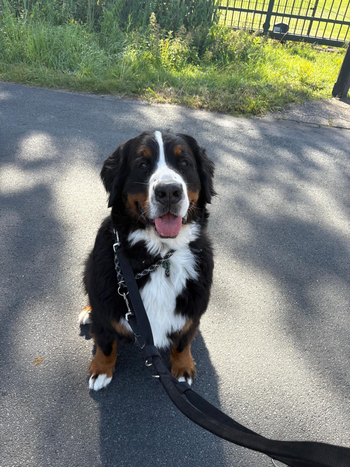 Hondenuitlaatservice/oppassen op meerdere plekken…🐶🐾🐕🦴, Dieren en Toebehoren, November, Meerdere dieren, Overige typen, Tam