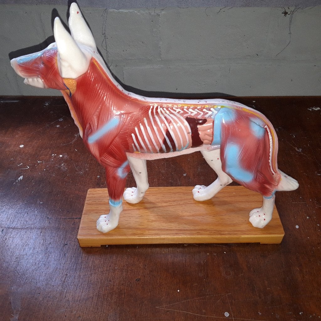 Acupunctuur model voor behandeling hond, Ophalen, Zo goed als nieuw