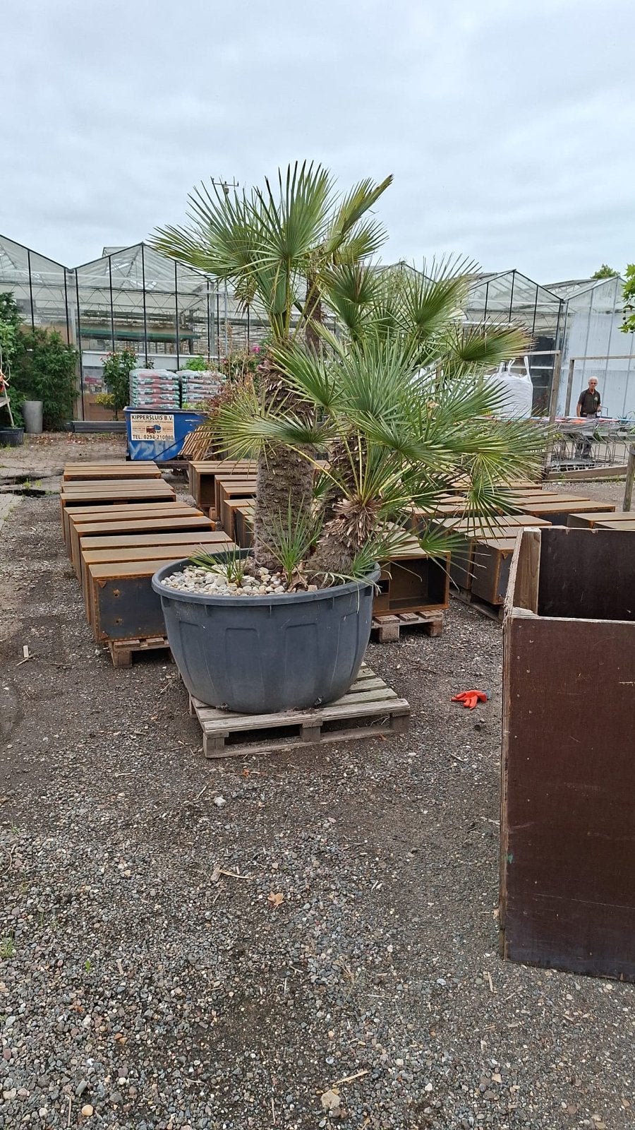 Zeer grote Chamearops humilis  Palm 3 stammer in pot, Overige soorten, Volle zon, Vaste plant, Ophalen of Verzenden