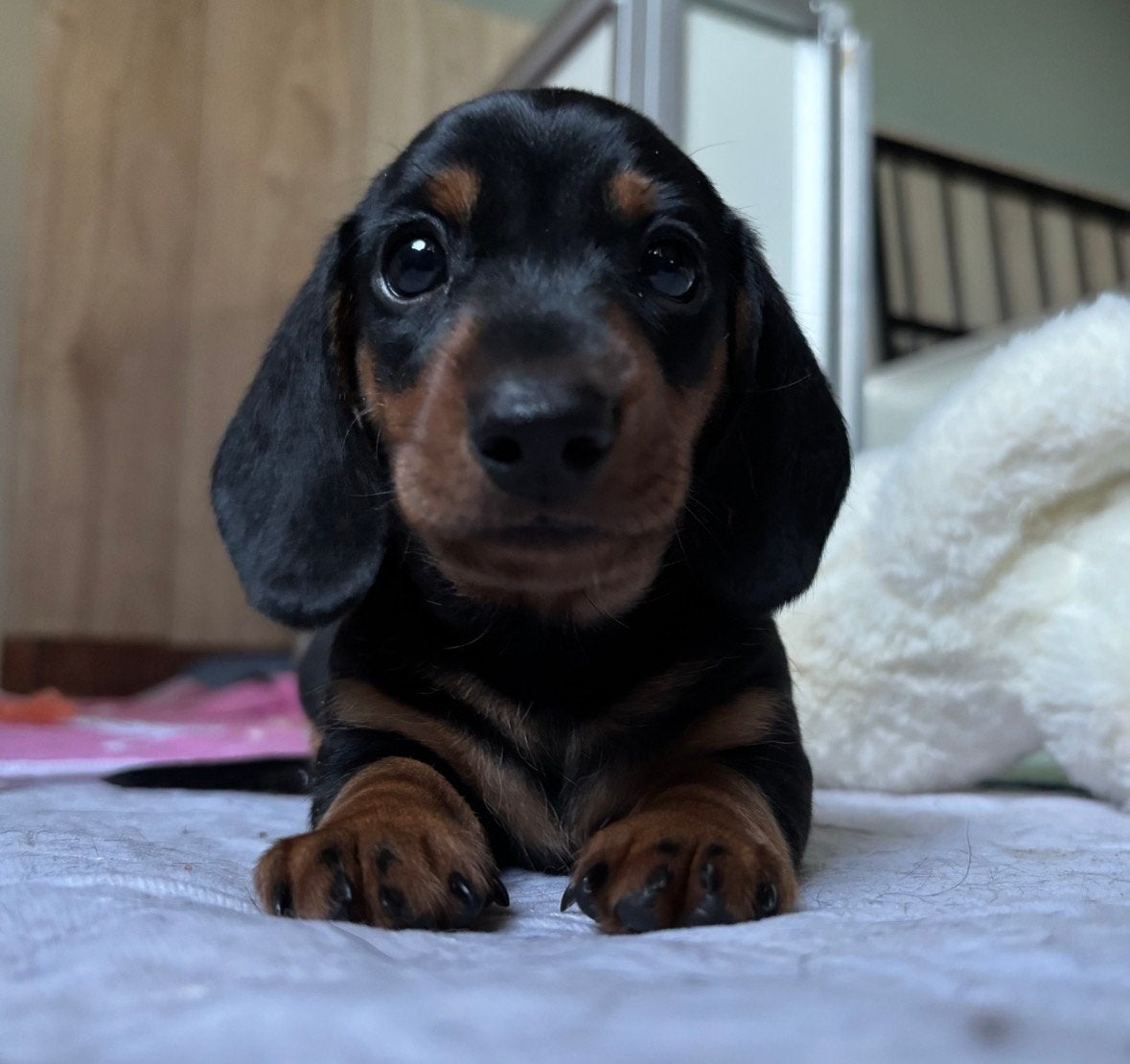 4 prachtige korthaar dwergteckel, dwerg teckel pups te koop., Parvo, 8 tot 15 weken, Korthaar, Dwerg