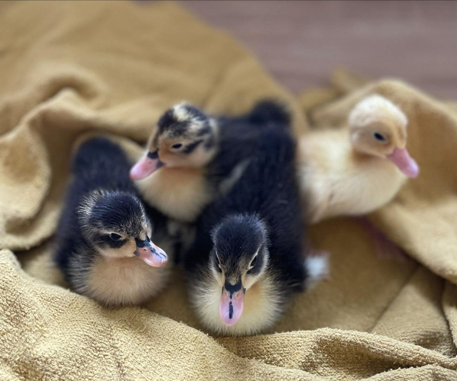 4 kuikens indische loopeend, Geslacht onbekend, Eend