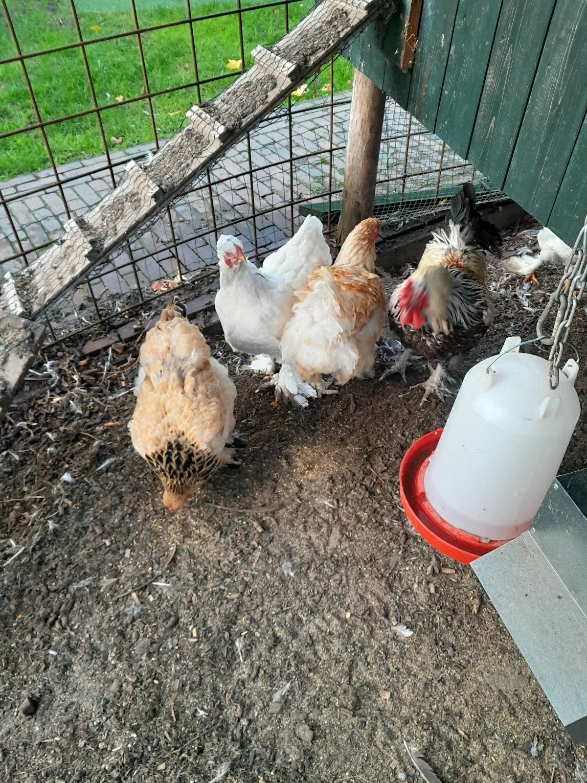 brahma hennen + haan, Dieren en Toebehoren, Meerdere dieren, Kip