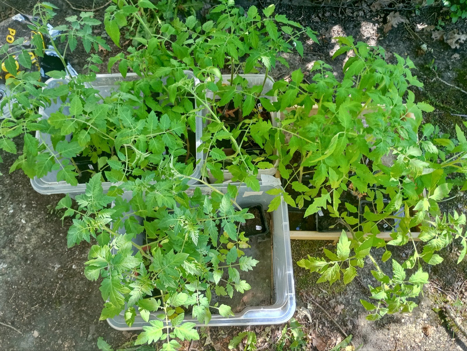 Tomaten planten, Ophalen, Eenjarig, Groenteplanten, Volle zon