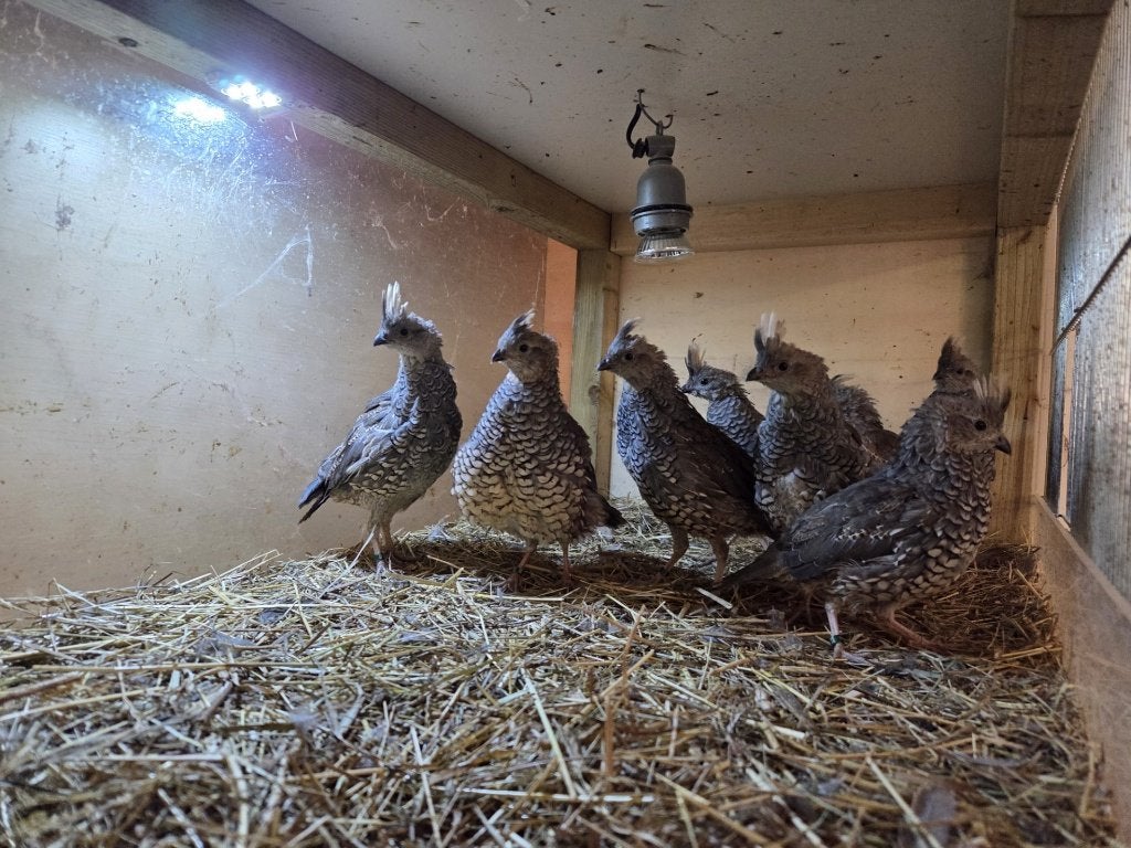 Blauwschubben kwartels, Meerdere dieren, Tropenvogel, Geringd