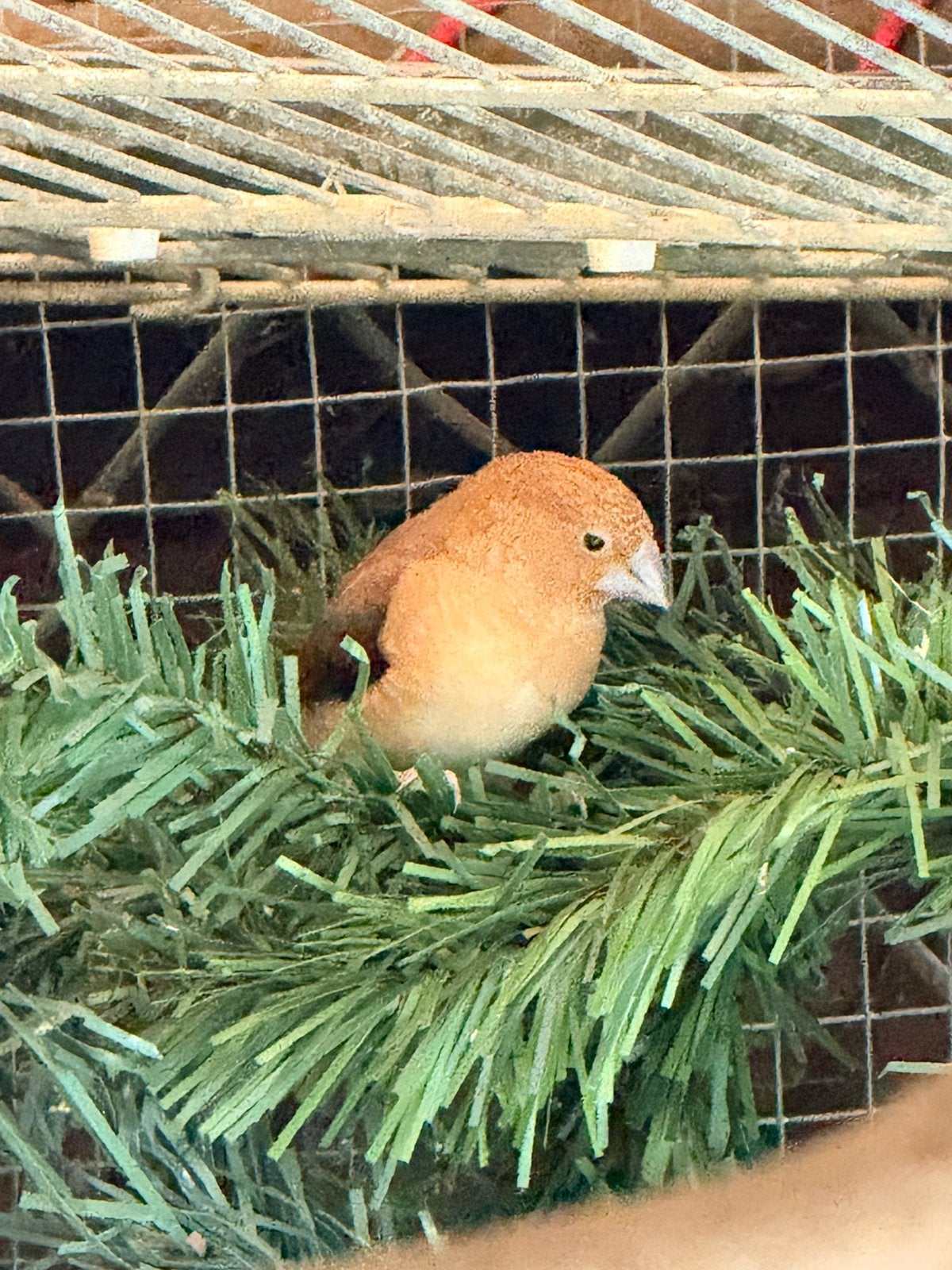 Bewezen koppel zilverbekjes, Dieren en Toebehoren, Meerdere dieren, Tropenvogel, Geringd