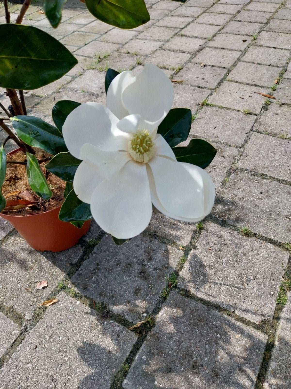 Magnolia Little Gem - Compacte en geurende bloeier, Volle zon, Vaste plant, Zomer, Ophalen
