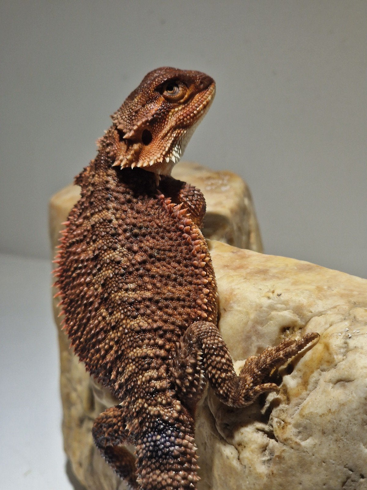 DRACO REPTILES – Prachtige Baardagaam Nakweek Bearded Dragon photo 3