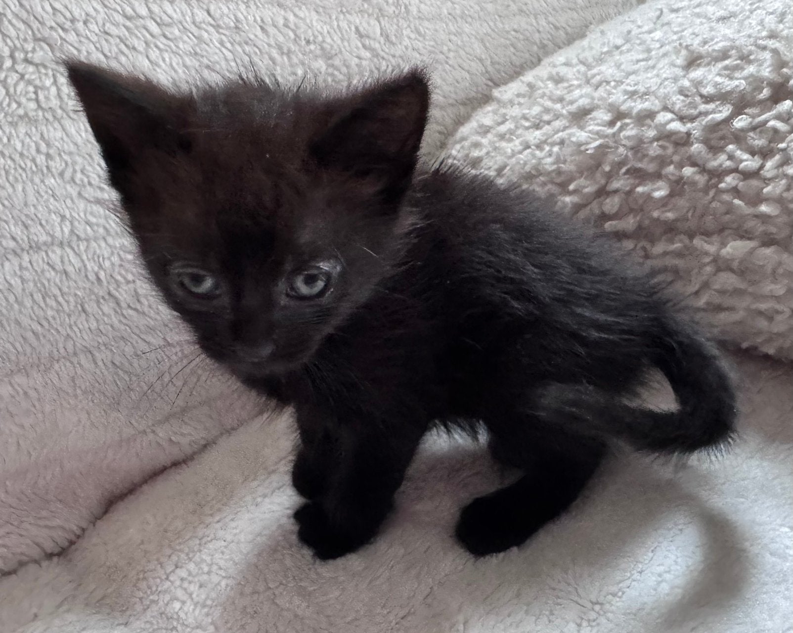 Kitten Babycat  (2x 🐈‍⬛ kitten), Dieren en Toebehoren, Katten en Kittens | Raskatten | Korthaar, Poes, Ontwormd