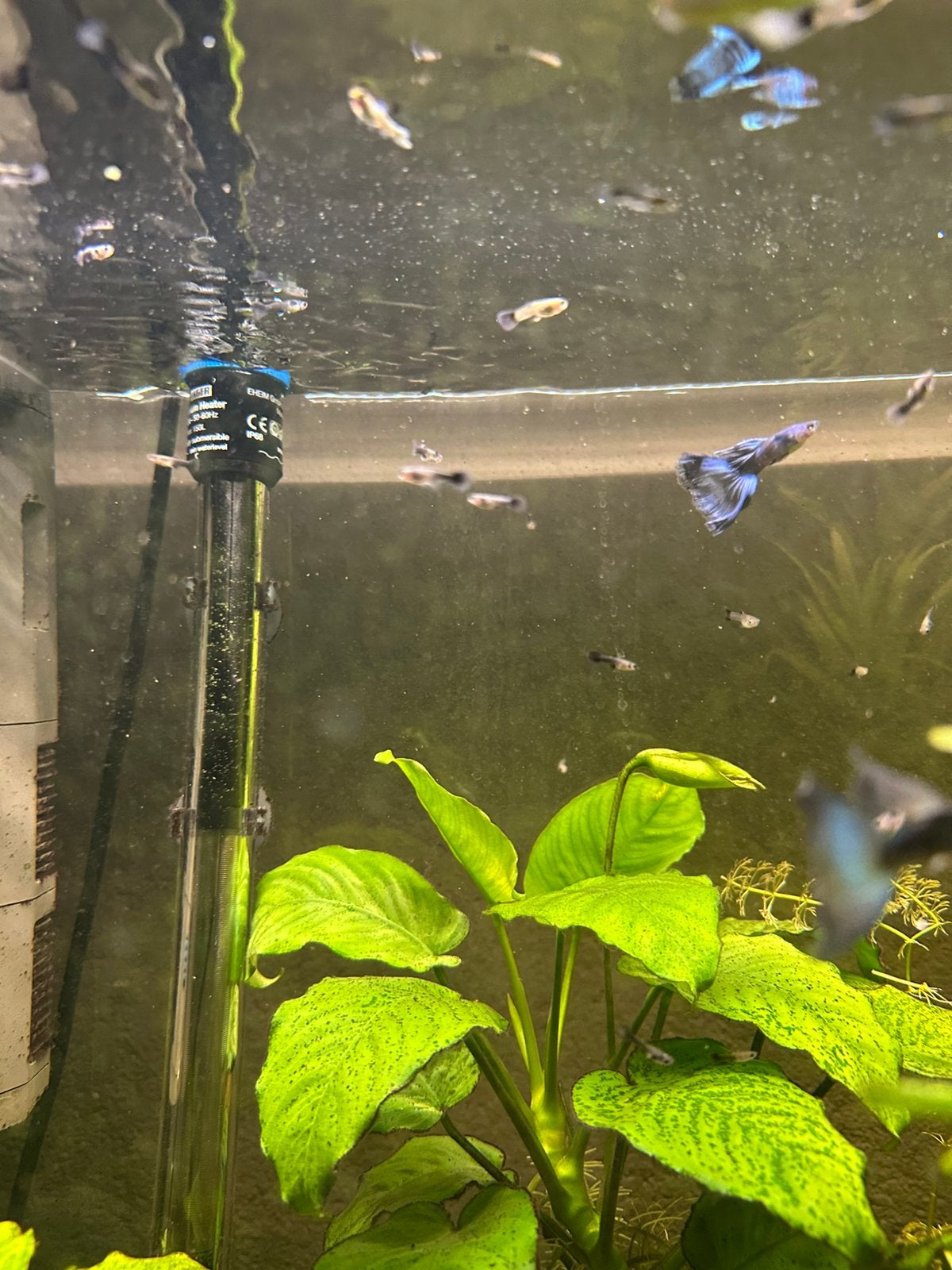 Uitgeselecteerde jonge guppen, Dieren en Toebehoren, Vissen | Aquariumvissen, Vis, Zoetwatervis