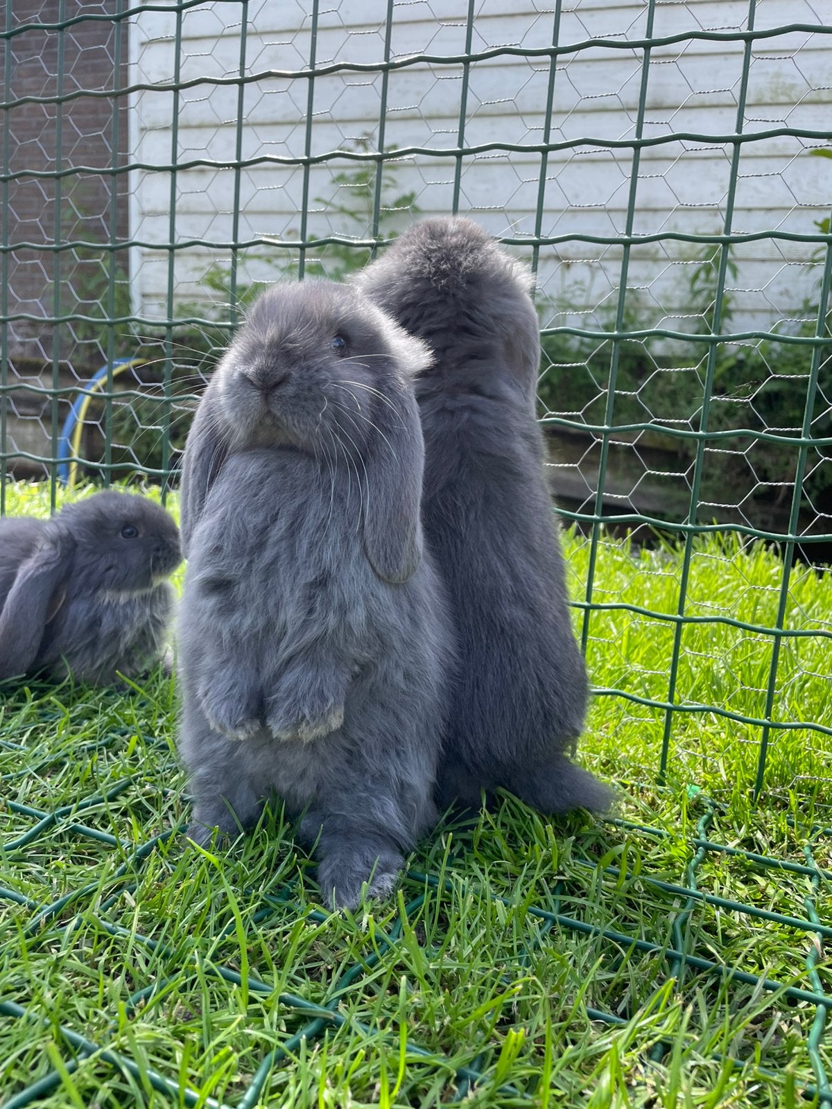 Franse hangoor, Dieren en Toebehoren, Mannelijk, Groot, Hangoor