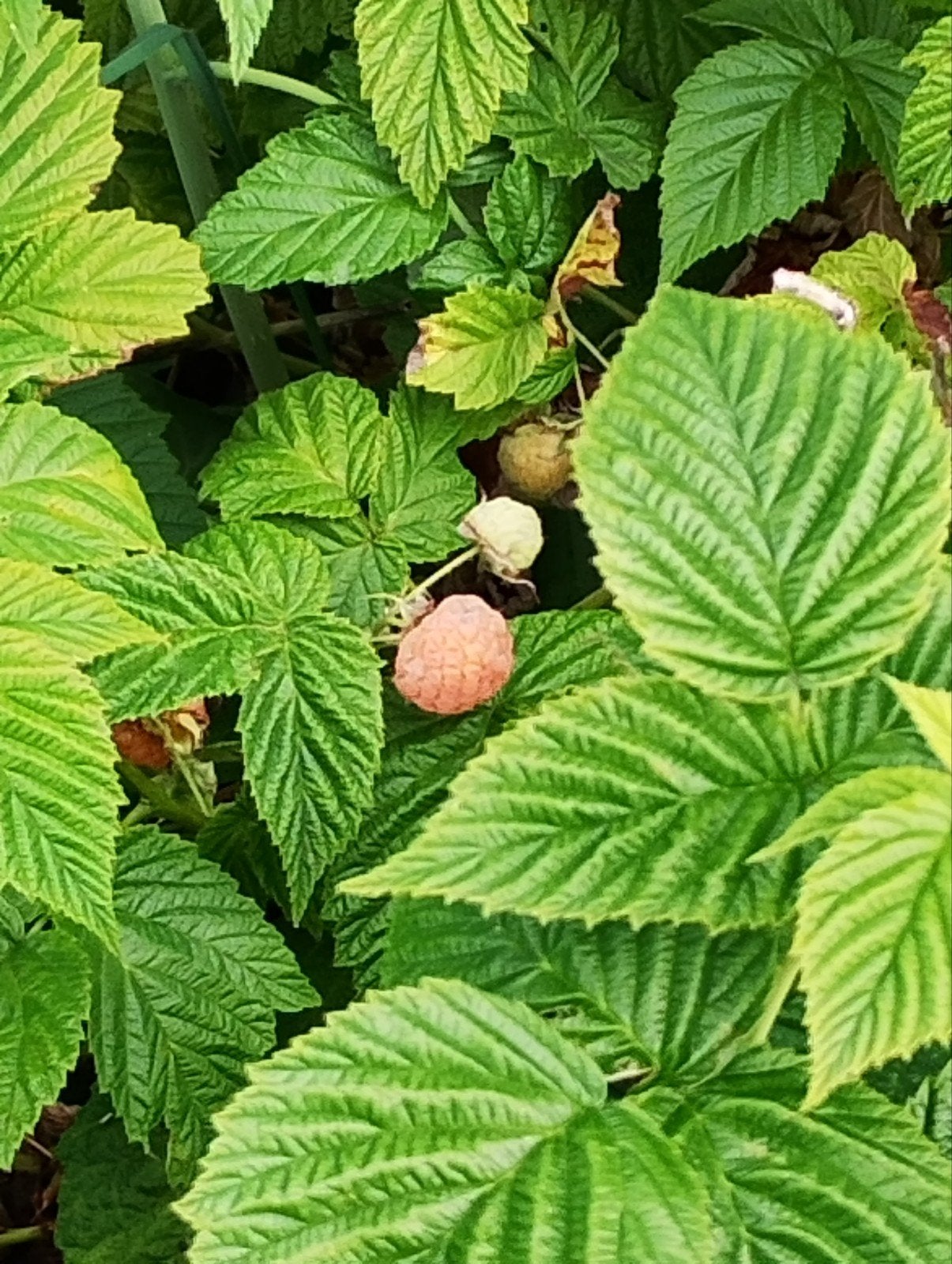 Gele frambozen struiken, Tuin en Terras, Planten | Tuinplanten, Ophalen of Verzenden, Overige soorten, Volle zon