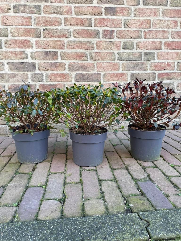 Japanse azalea in diverse kleuren, Vaste plant, Halfschaduw, Lente, Ophalen
