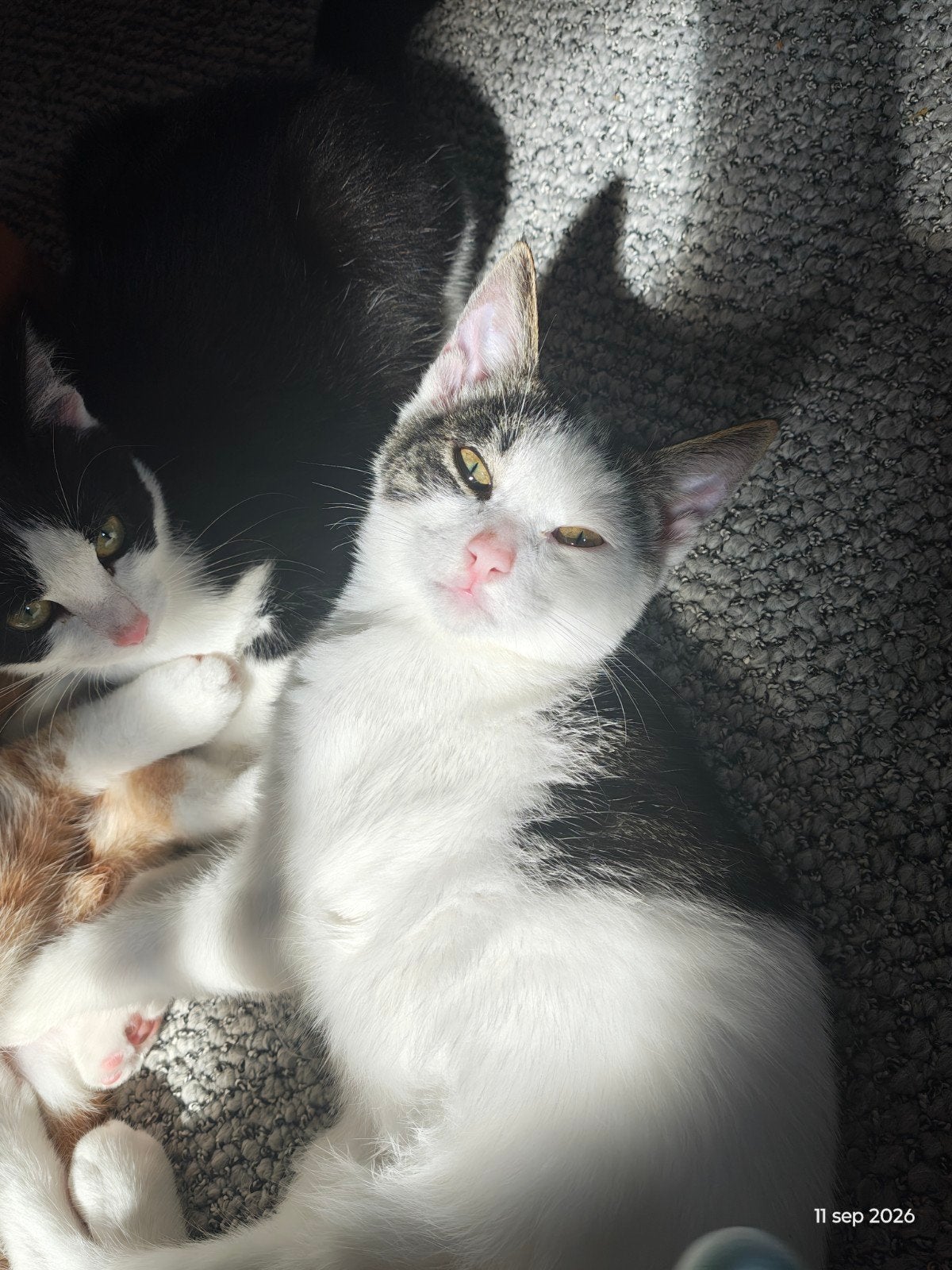 4 lieve boederij kittens zoeken een nieuw huisje, Meerdere dieren, Kortharig, 0 tot 2 jaar