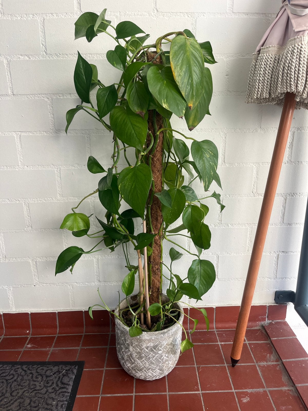 Grote Epipremnum kamerplant op mosstok incl pot, Ophalen, 100 tot 150 cm, Overige soorten, Halfschaduw