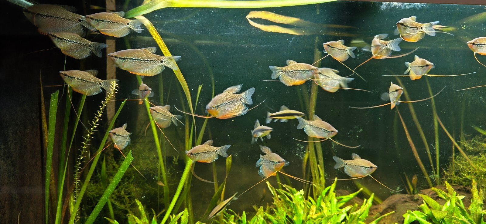 Trichopodua Leerii - Diamant Goerami, Dieren en Toebehoren, Vis, Zoetwatervis