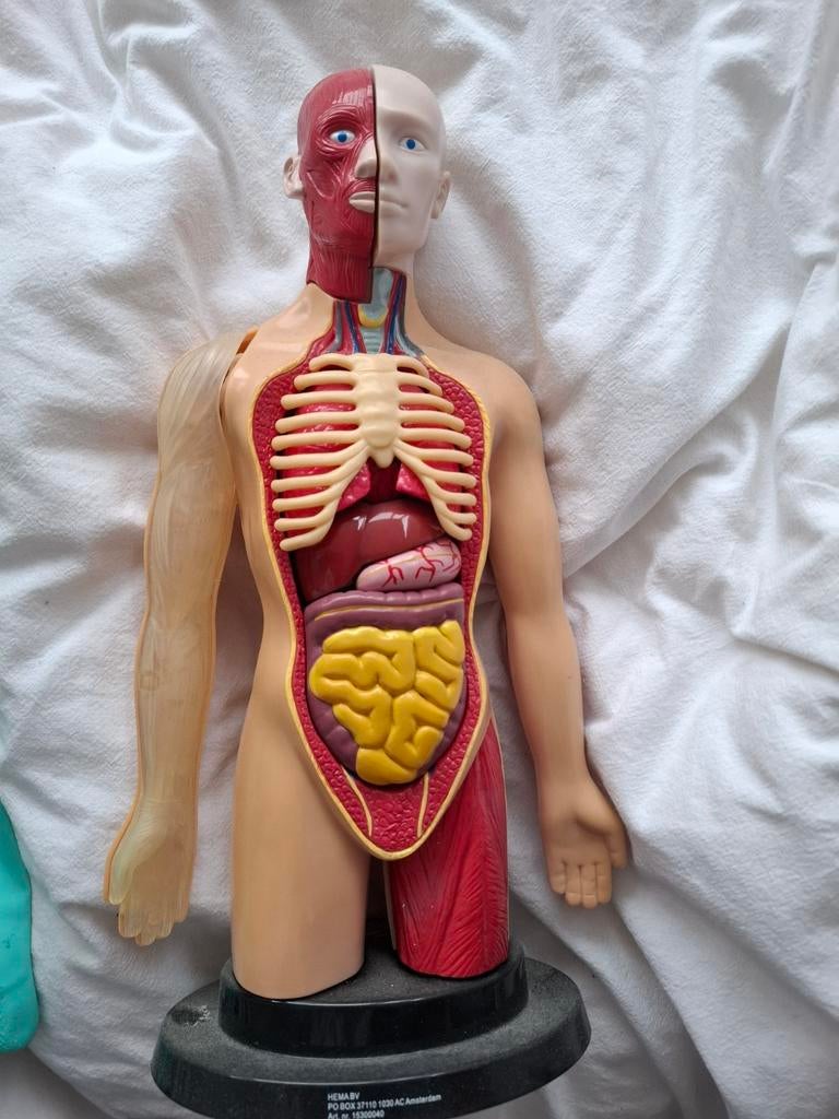 Pop menselijk lichaam. Anatomie pop, Ophalen of Verzenden