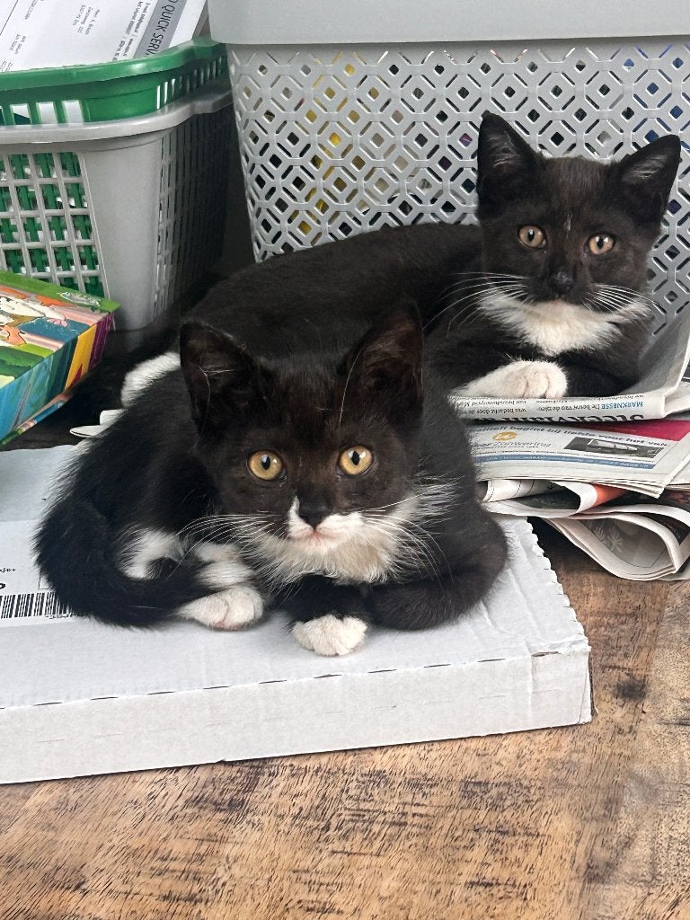 Kruising Brits korthaar kitttens, Dieren en Toebehoren, Meerdere dieren, Ontwormd, 0 tot 2 jaar