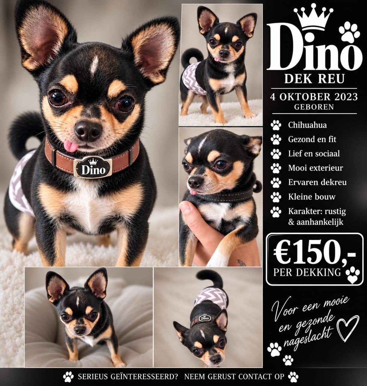 Chihuahua Dekreu ( niet te koop), Dieren en Toebehoren, Eén hond, CDV (hondenziekte), 3 tot 5 jaar, Nederland
