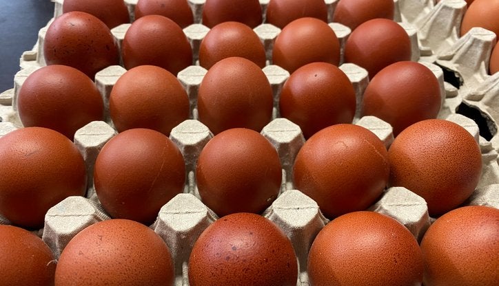 Te koop prachtige koper zwarte marans hennen, Dieren en Toebehoren, Vrouwelijk, Kip