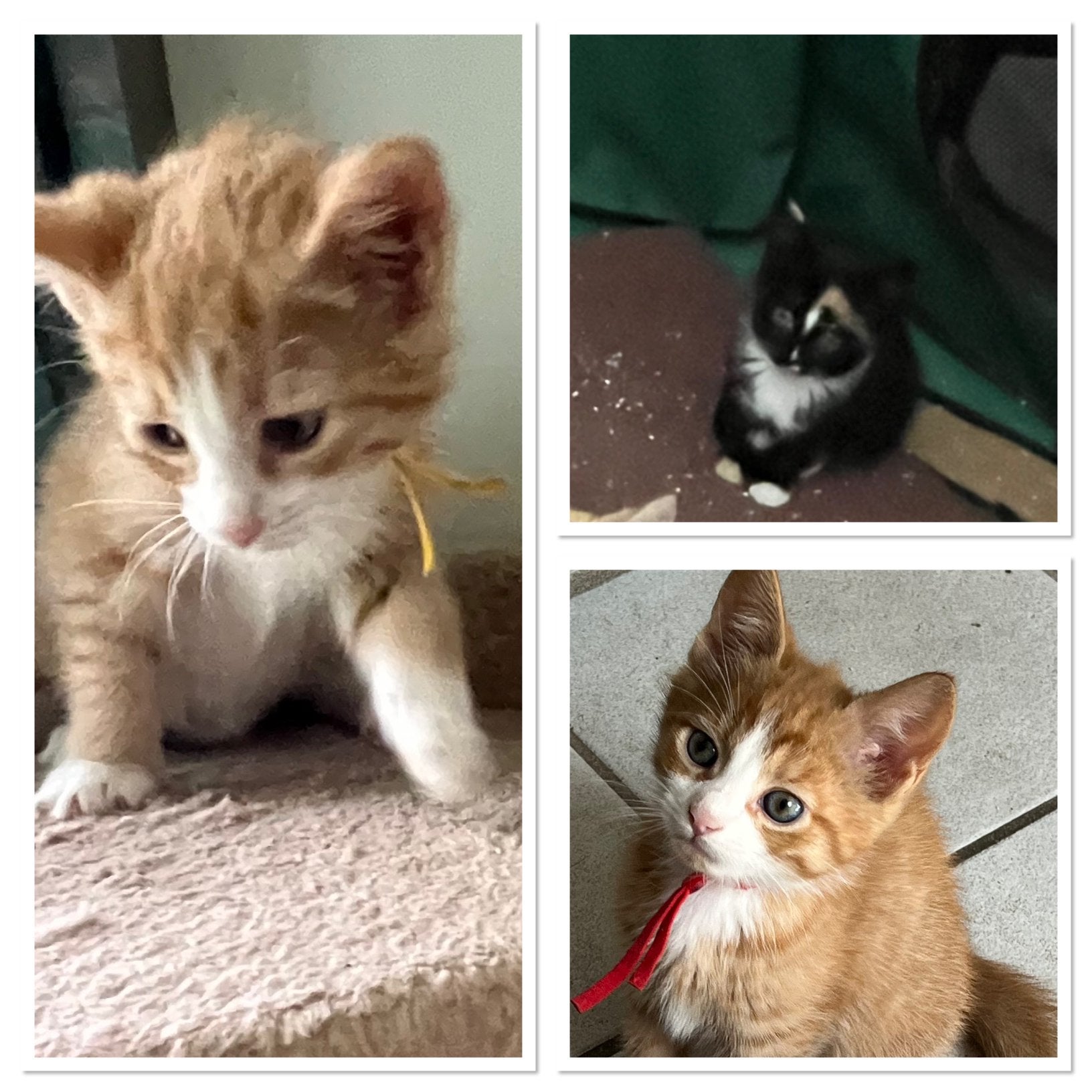 Leuke poesjes, Poes