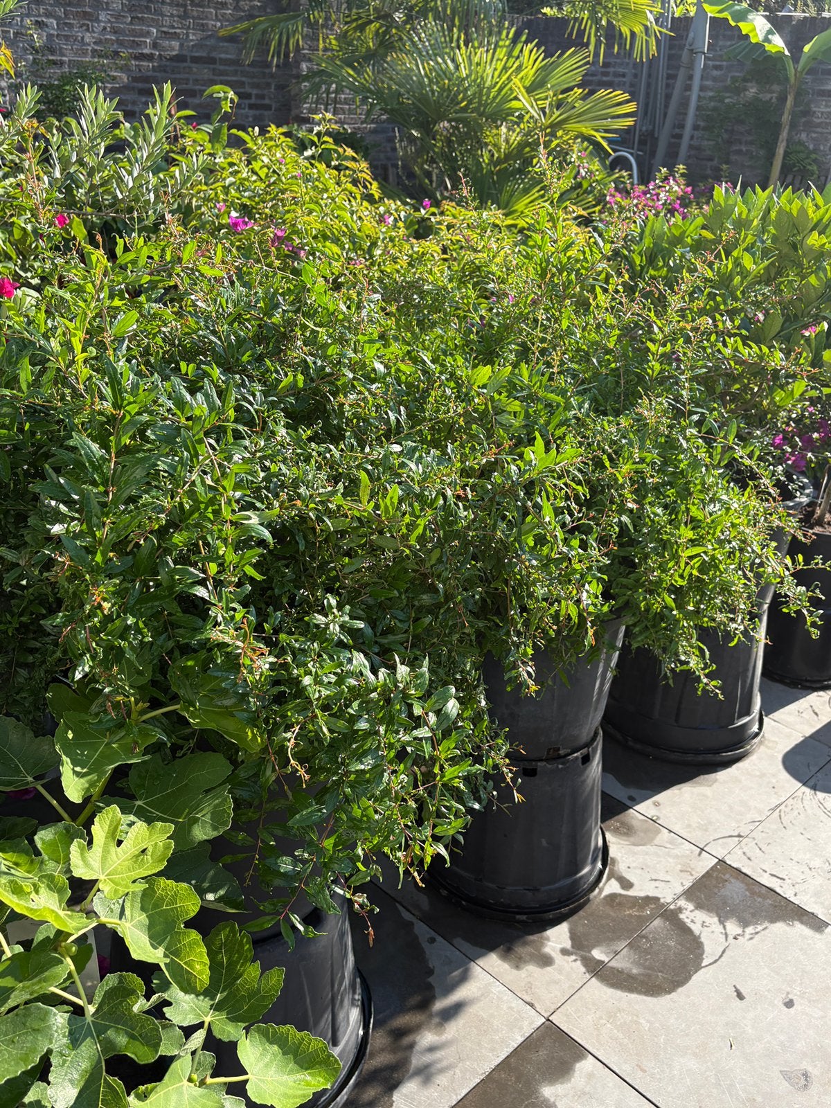2 prachtige zeer forse granaatappel struiken in ruime pot!!, Tuin en Terras, Planten | Fruitbomen, Overige soorten, Minder dan 100 cm